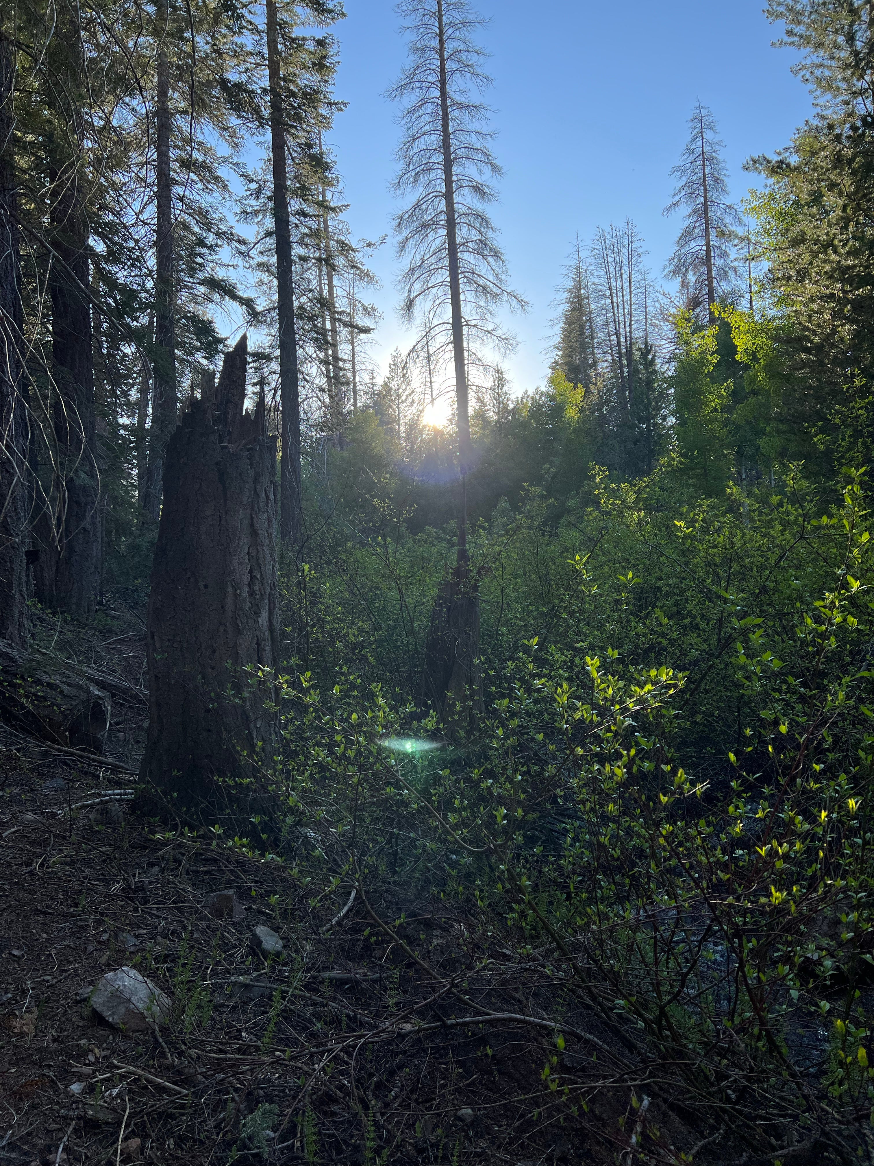 Camper submitted image from Sequoia National Forest Upper Peppermint Dispersed Area - 1