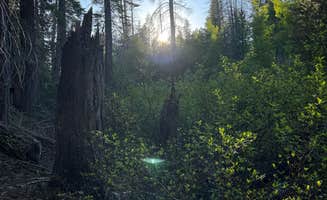 Robert  S.'s photo of a dispersed camping area at Sequoia National Forest Upper Peppermint Dispersed Area near Kaweah, CA