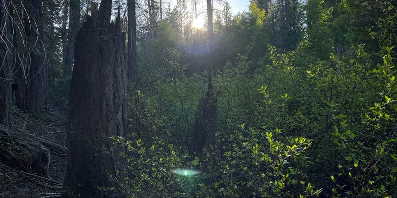 Camper submitted image from Sequoia National Forest Upper Peppermint Dispersed Area