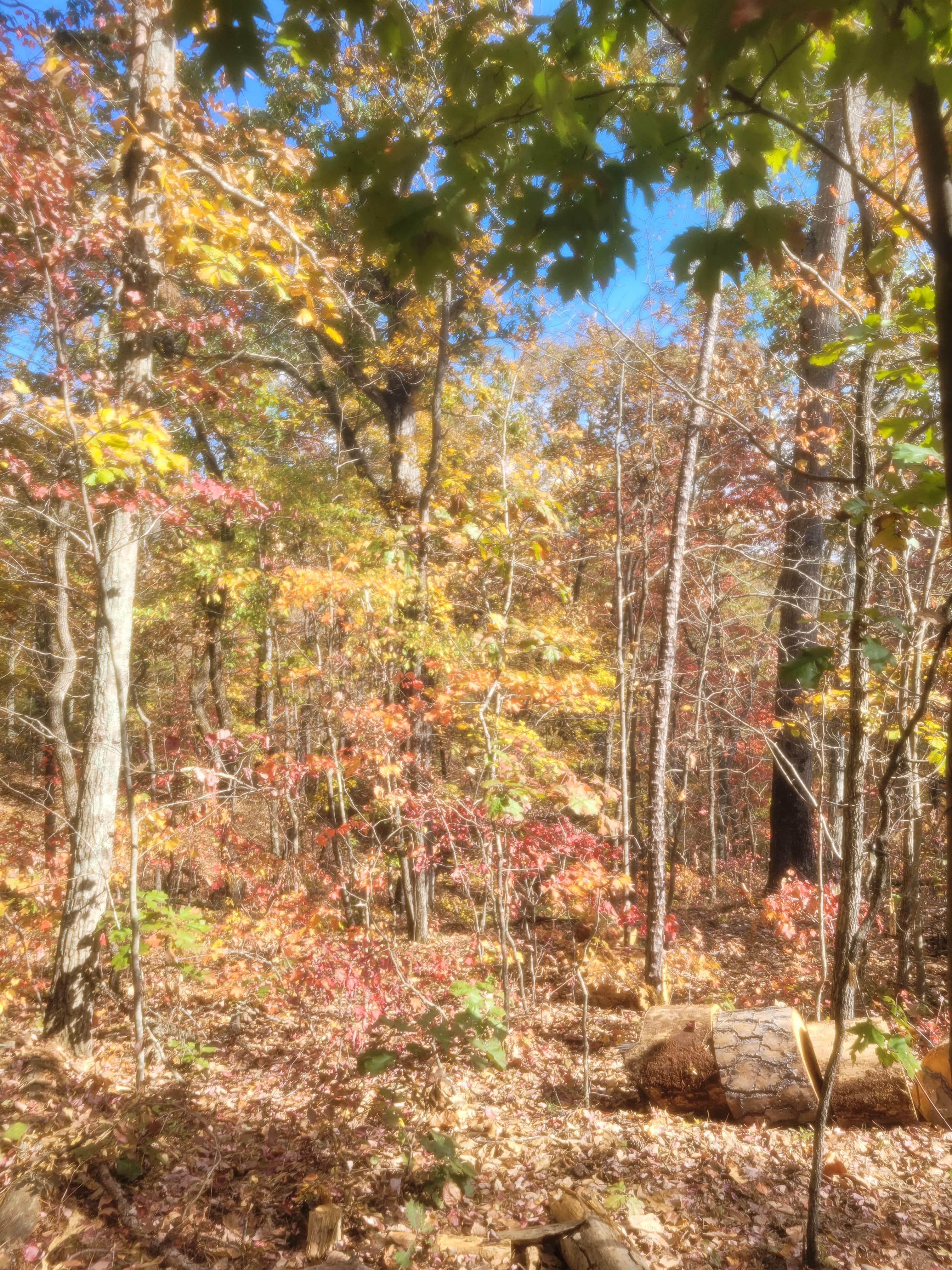 Camper submitted image from Serenity Ridge - 5