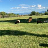 Review photo of Serenity Sheep Farm Stay by Cynthia C., July 3, 2024