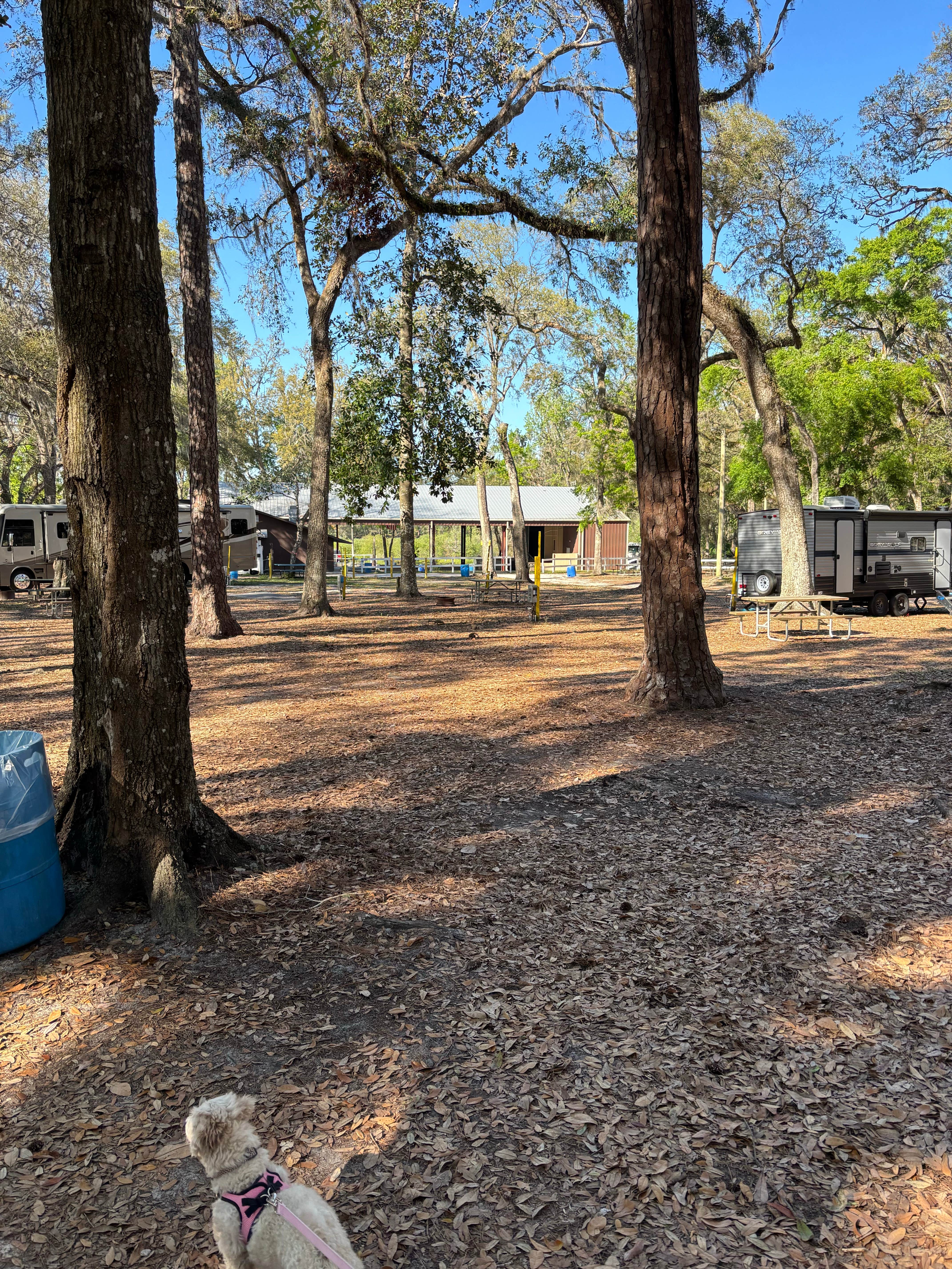 Reed G.'s photo of camping with pets at Florida Sand Music Ranch near Zephyrhills, FL