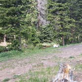 Review photo of Gold Camp Road/Forest Service Road 376 Dispersed by Misty D., July 8, 2024