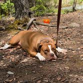 Review photo of Gold Camp Road/Forest Service Road 376 Dispersed by Emma H., June 12, 2025