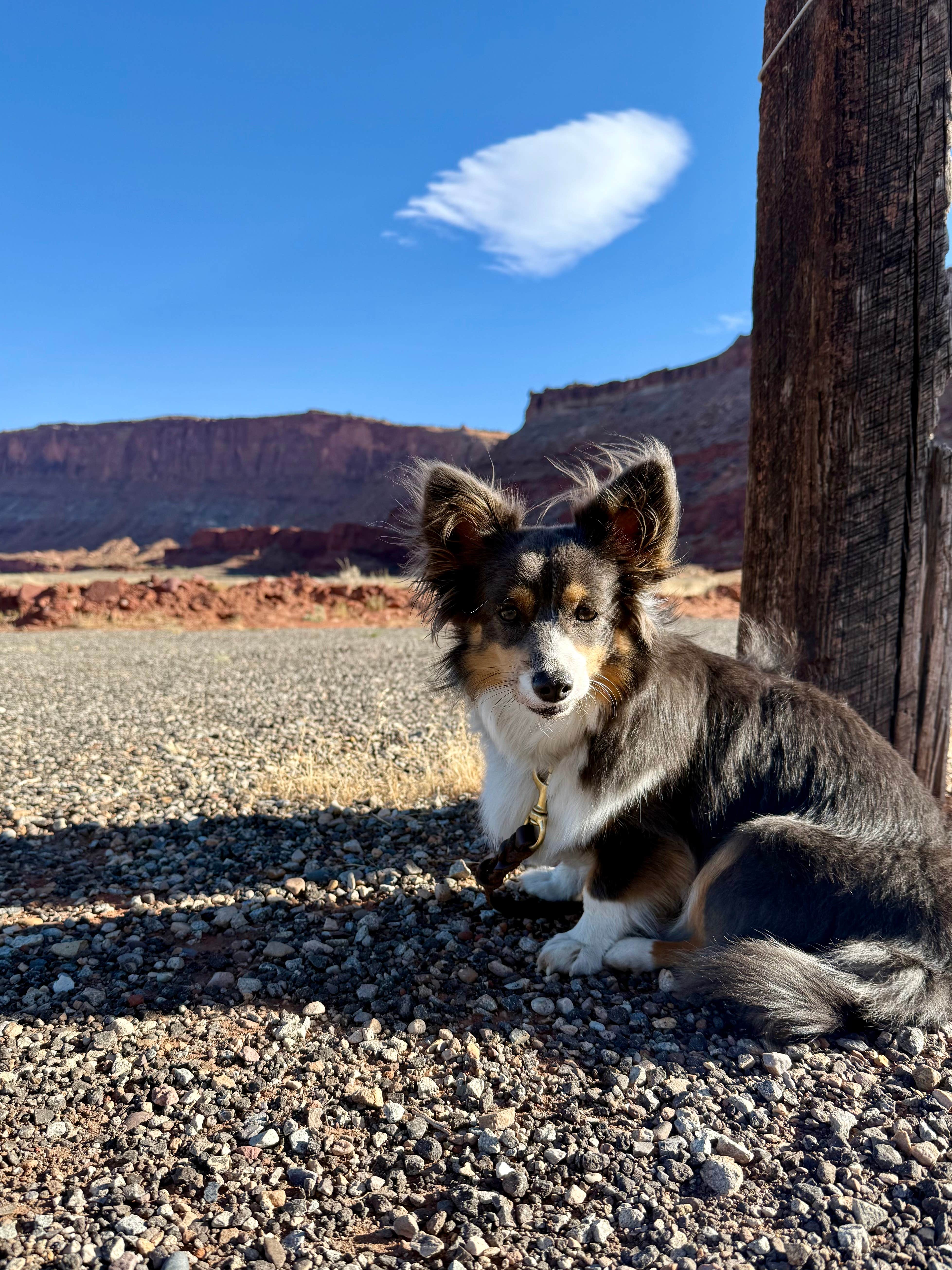 Brittany F.'s photo of camping with pets at Seven Mile RV Park near Arches National Park