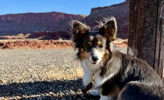 Brittany F.'s photo of camping with pets at Seven Mile RV Park near Arches National Park