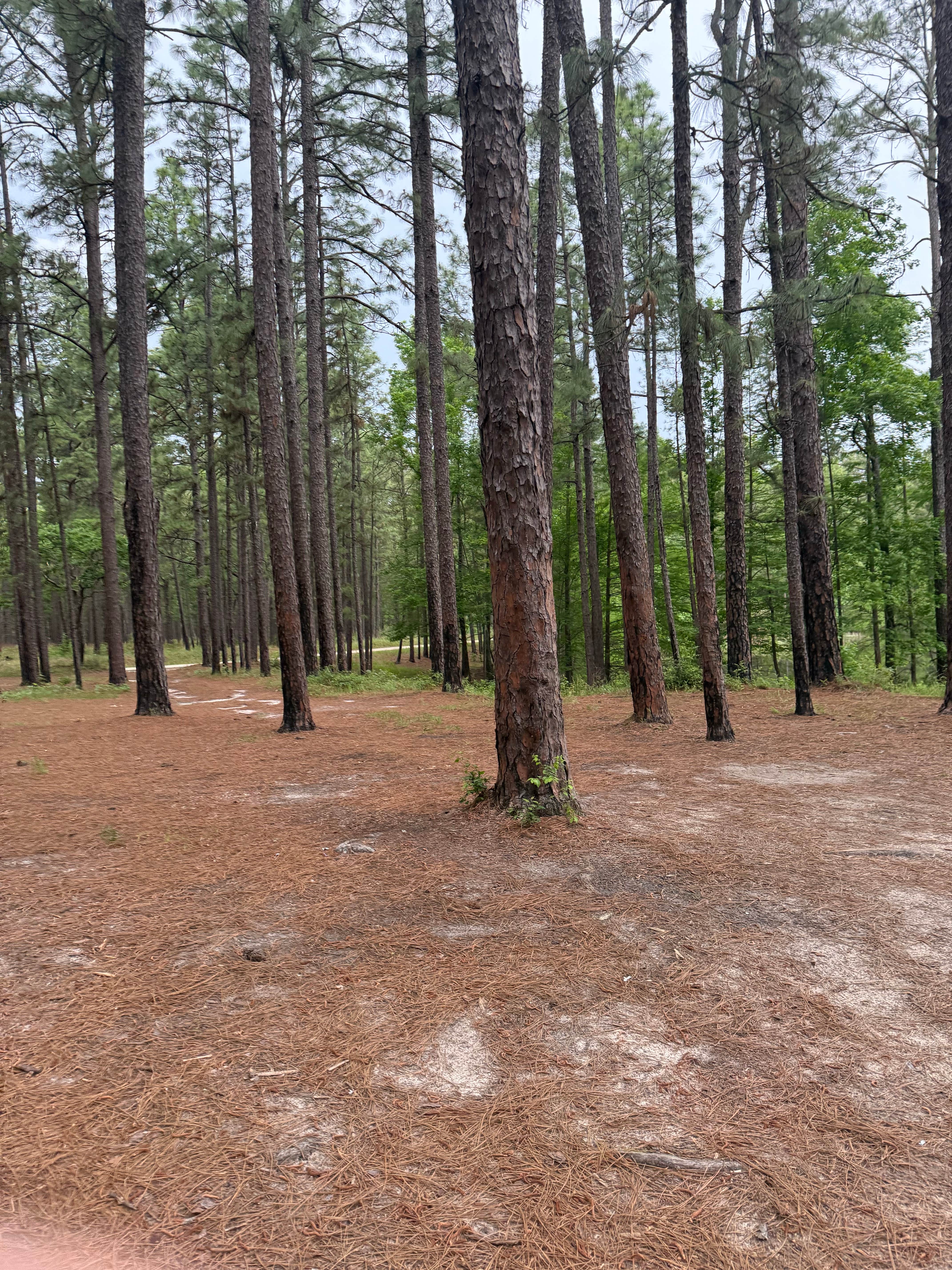 Camper-submitted photo at Sexton Pond Dispersed near Silsbee, TX
