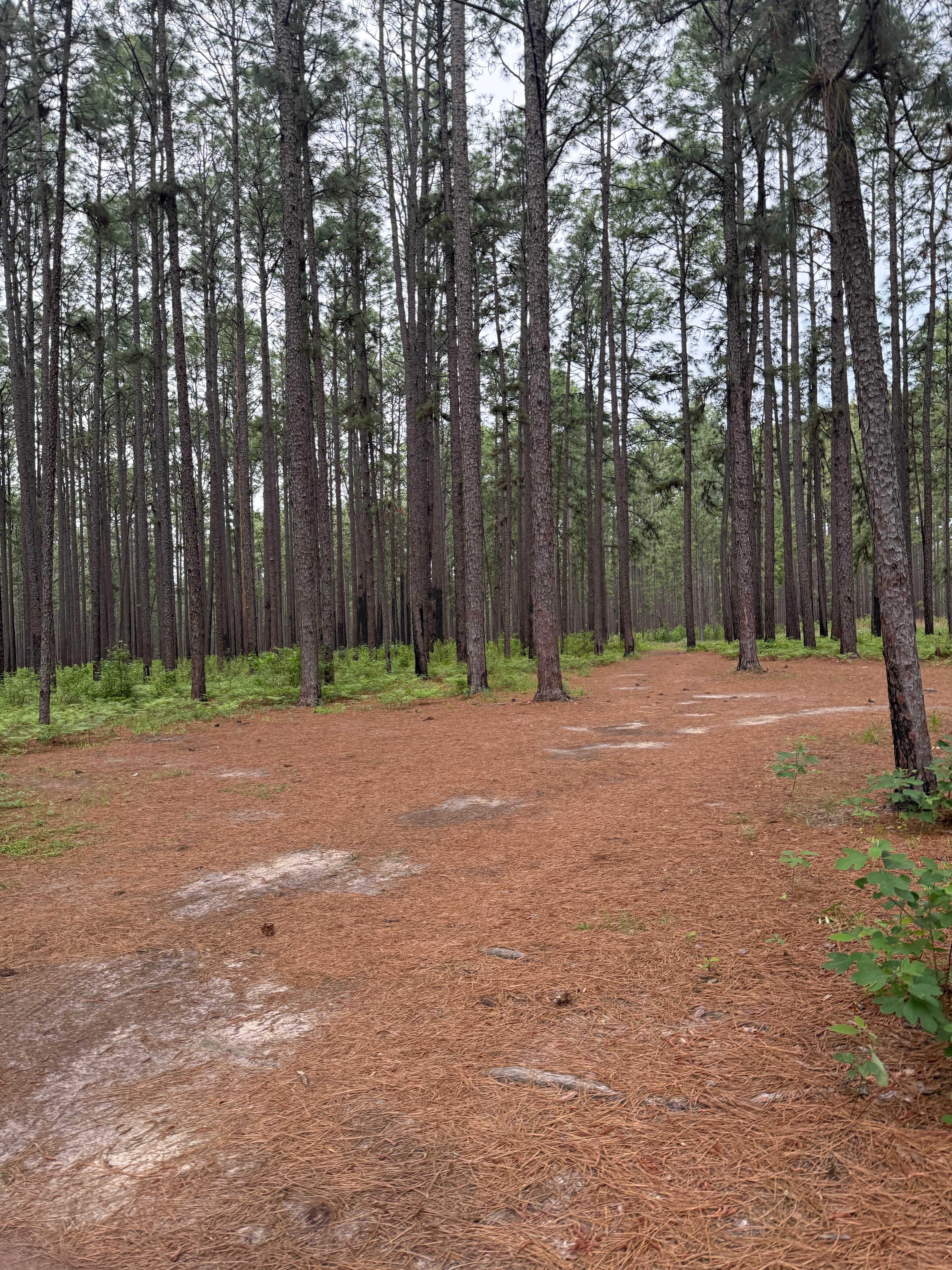 Camper-submitted photo at Sexton Pond Dispersed near Silsbee, TX