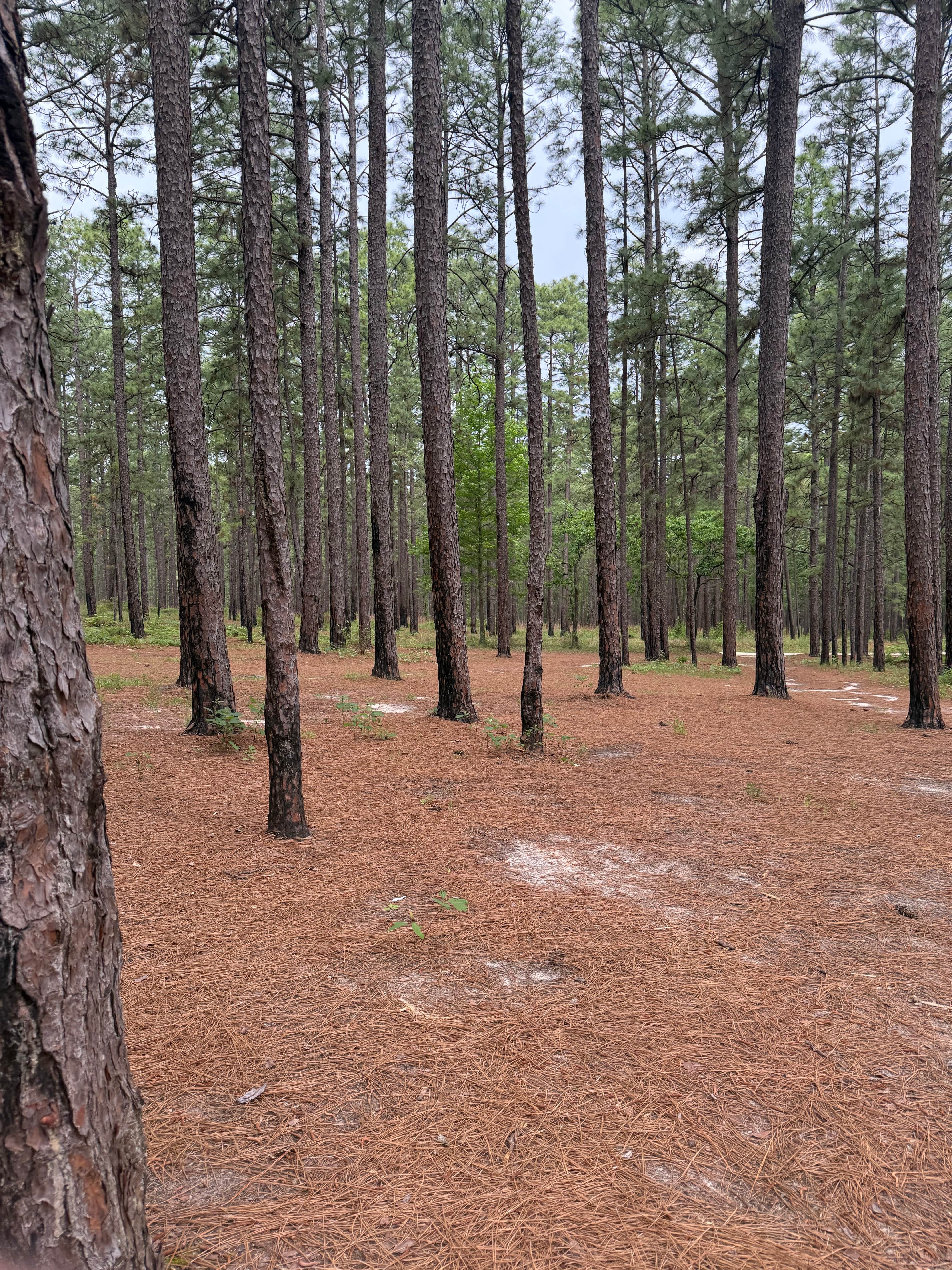 Camper-submitted photo at Sexton Pond Dispersed near Silsbee, TX