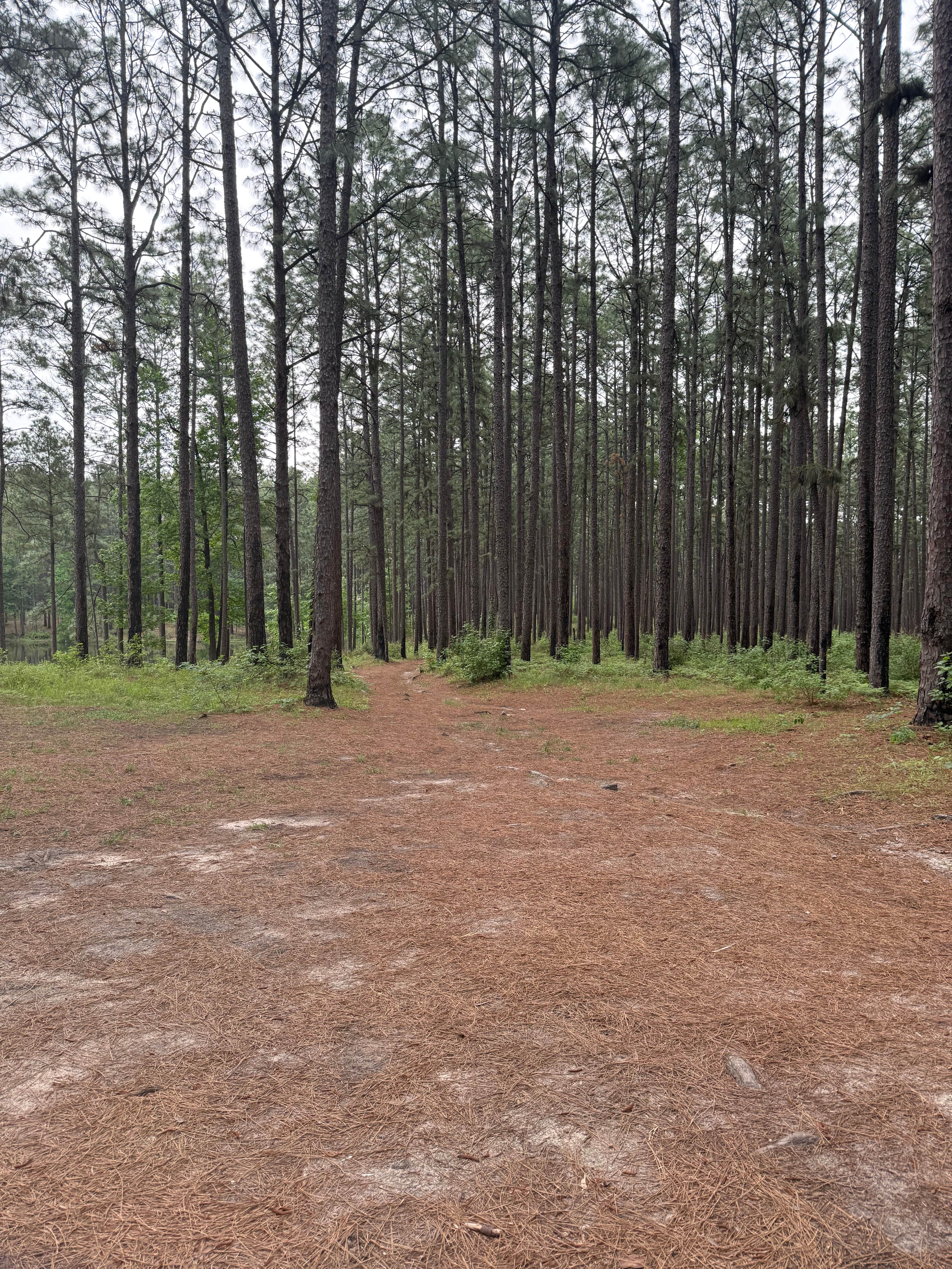 Camping near COE Sam Rayburn Reservoir San Augustine Park: Sexton Pond Dispersed, Zavalla, Texas