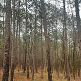 Review photo of Sexton Pond Dispersed by Donald B., March 8, 2026