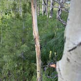 Review photo of Shadow Mountain - Dispersed Campsite #10 by Matt S., June 27, 2025