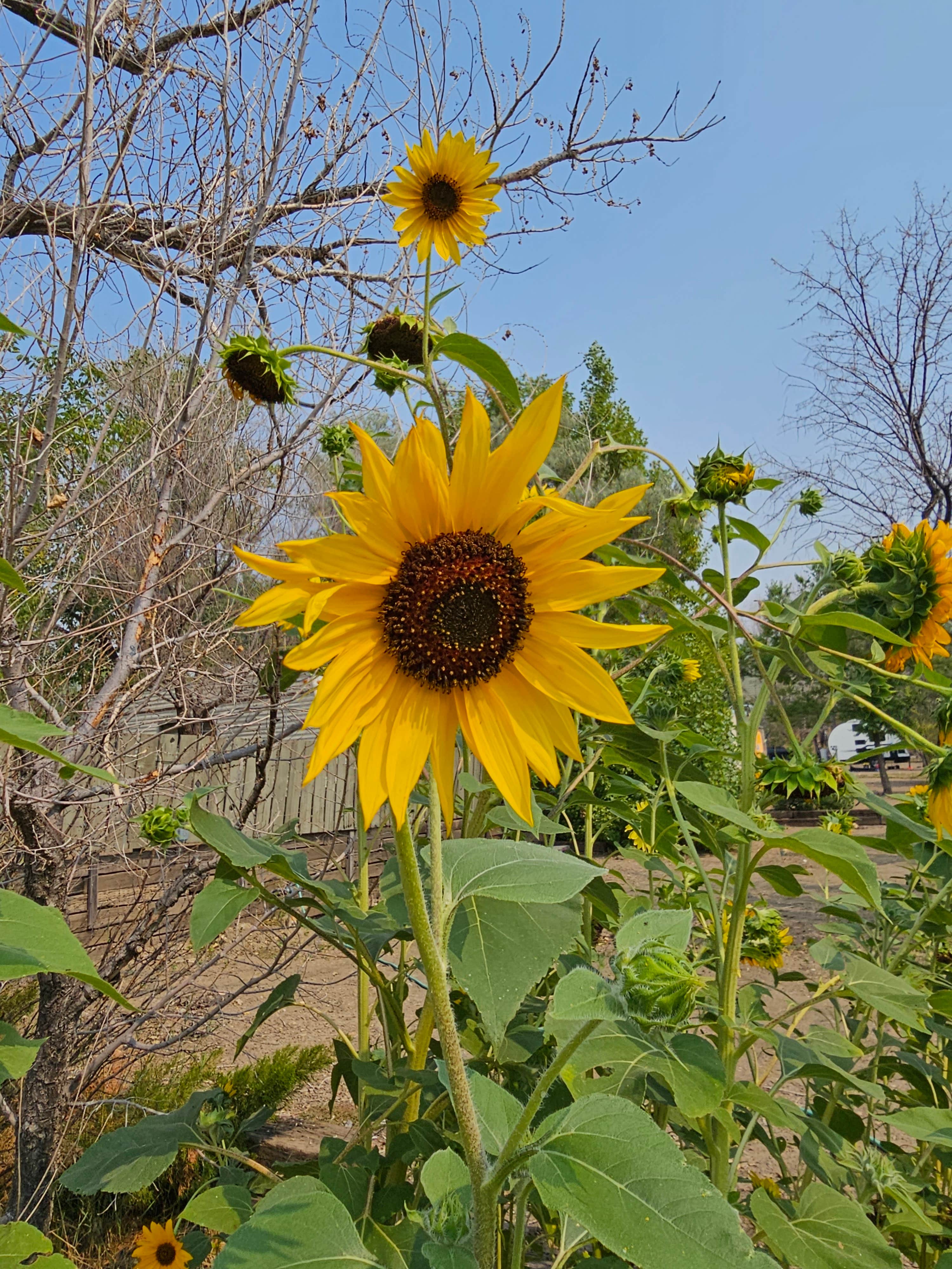 Camping near West End Tent And Trailer Campground — Fort Peck Project: Shady Rest RV Park, Nashua, Montana