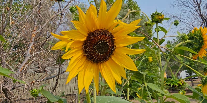 Camper submitted image from Shady Rest RV Park