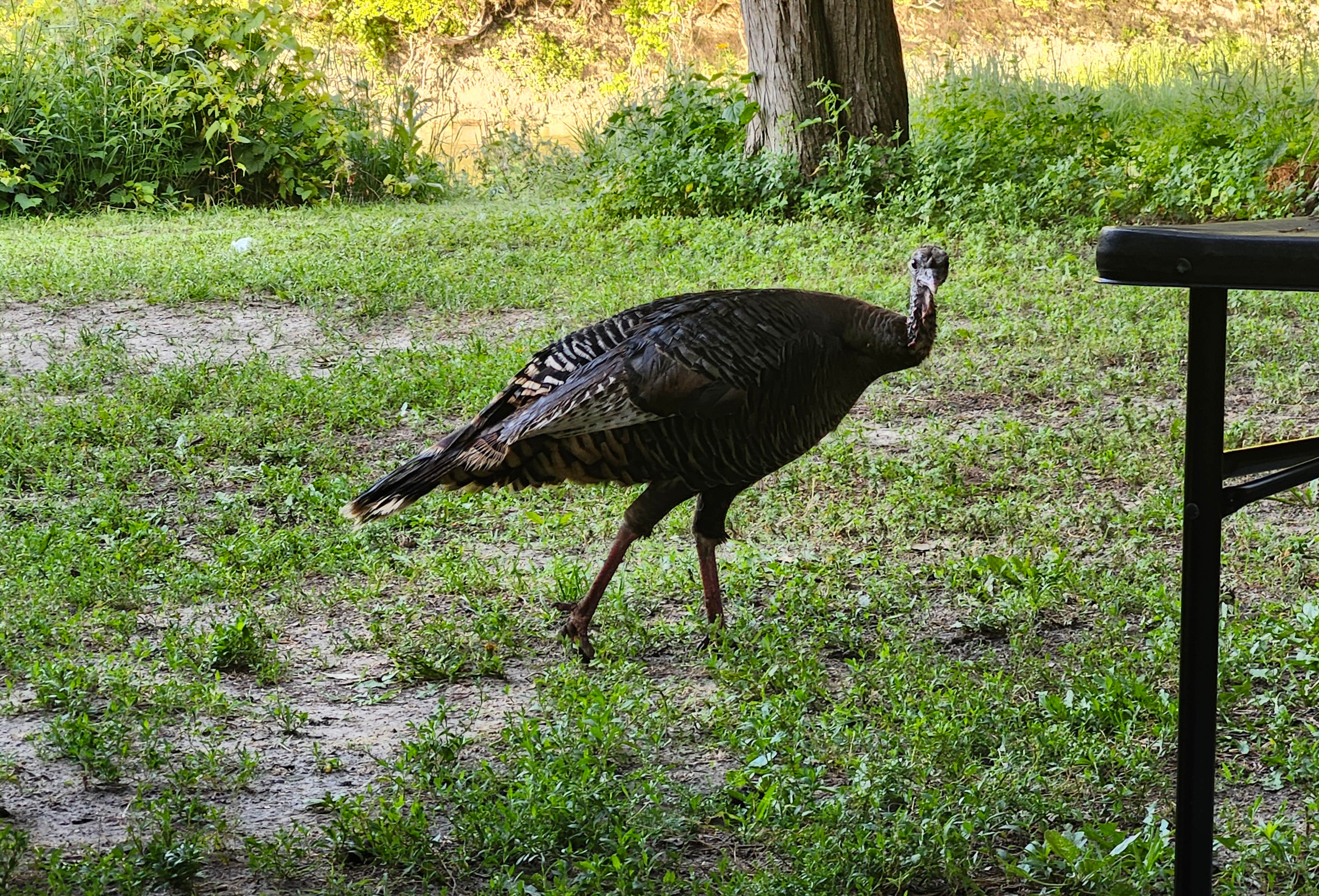 Camper-submitted photo at Sharps Outfitters Campground near Long Pine, NE