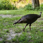 Review photo of Sharps Outfitters Campground by lee's freelance M., July 9, 2025