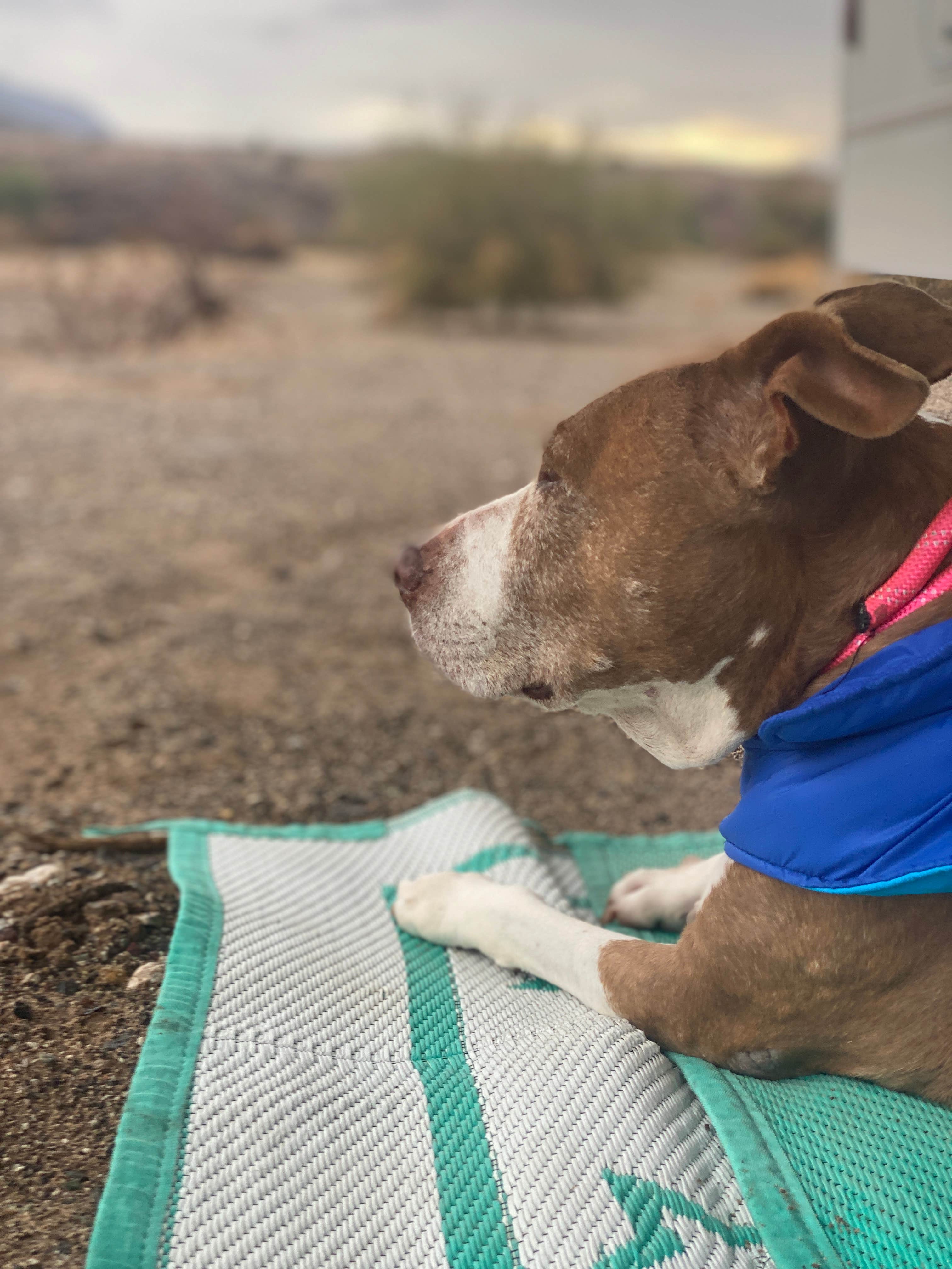 Camper-submitted photo at Shea Road BLM Dispersed near Parker, AZ