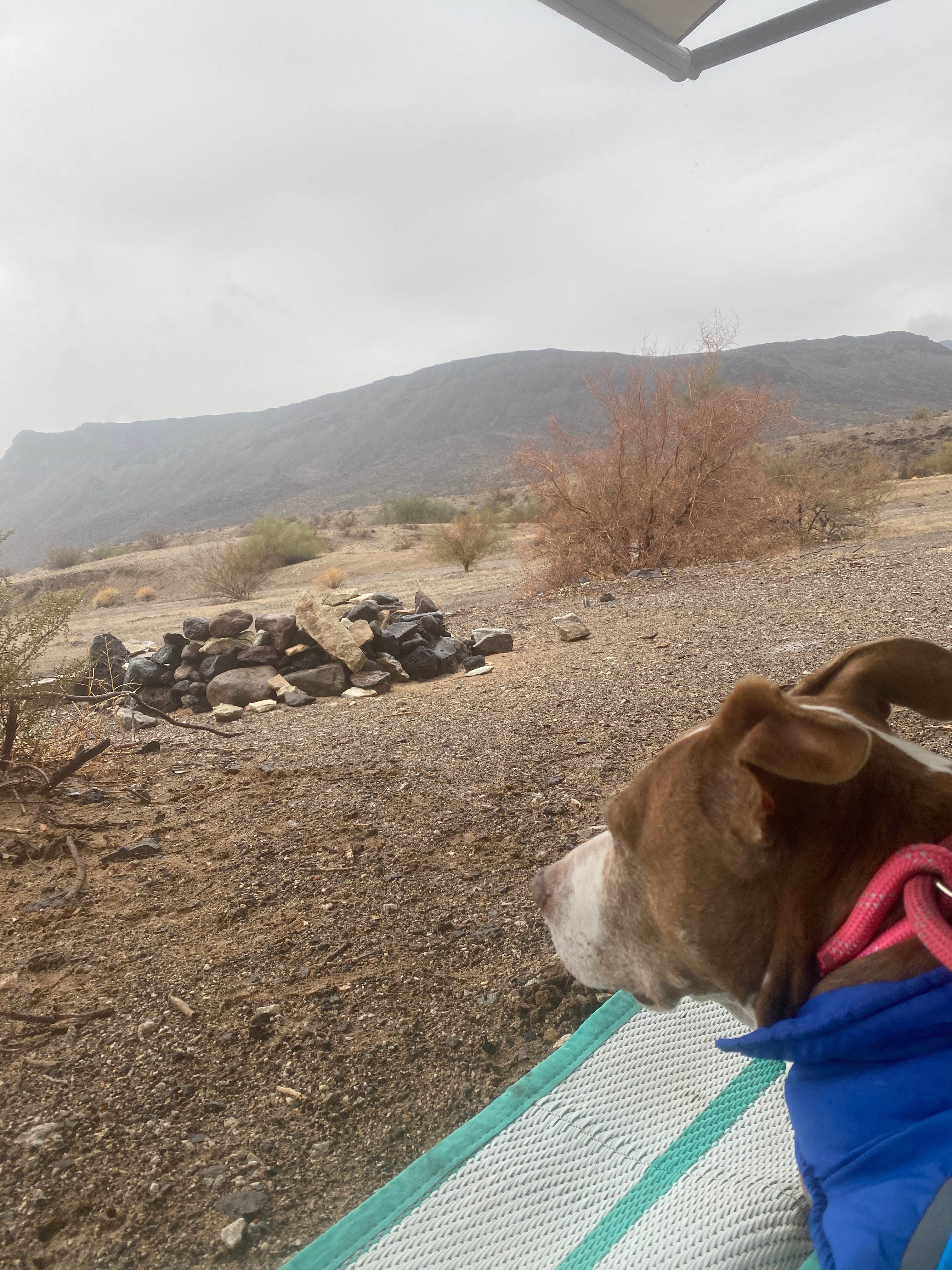 Danny T.'s photo of camping with pets at Shea Road BLM Dispersed near Wenden, AZ