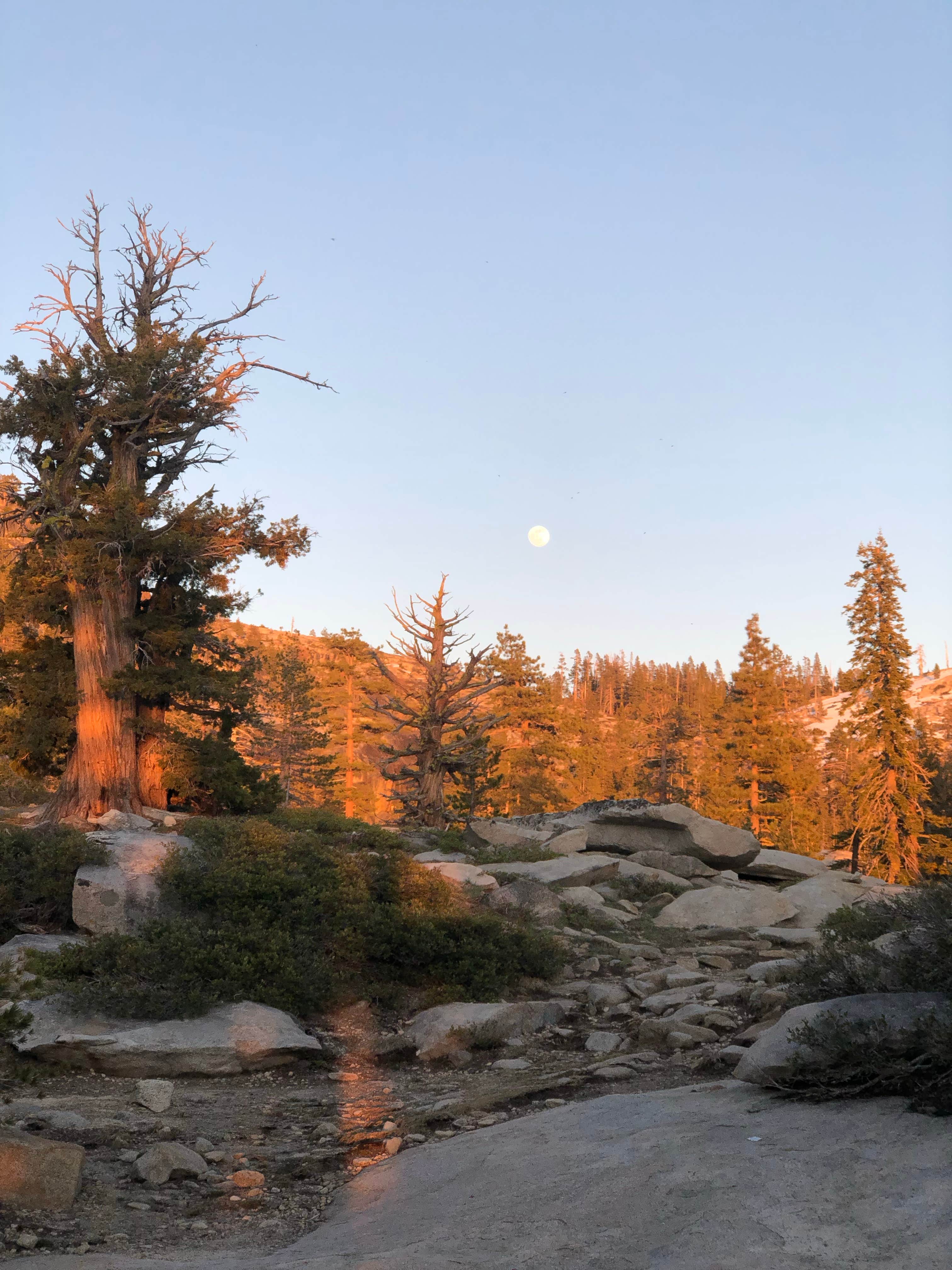 Camden Z.'s photo of a dispersed camping area at Shealor Lakes Dispersed Backcountry near Fort Jones, CA