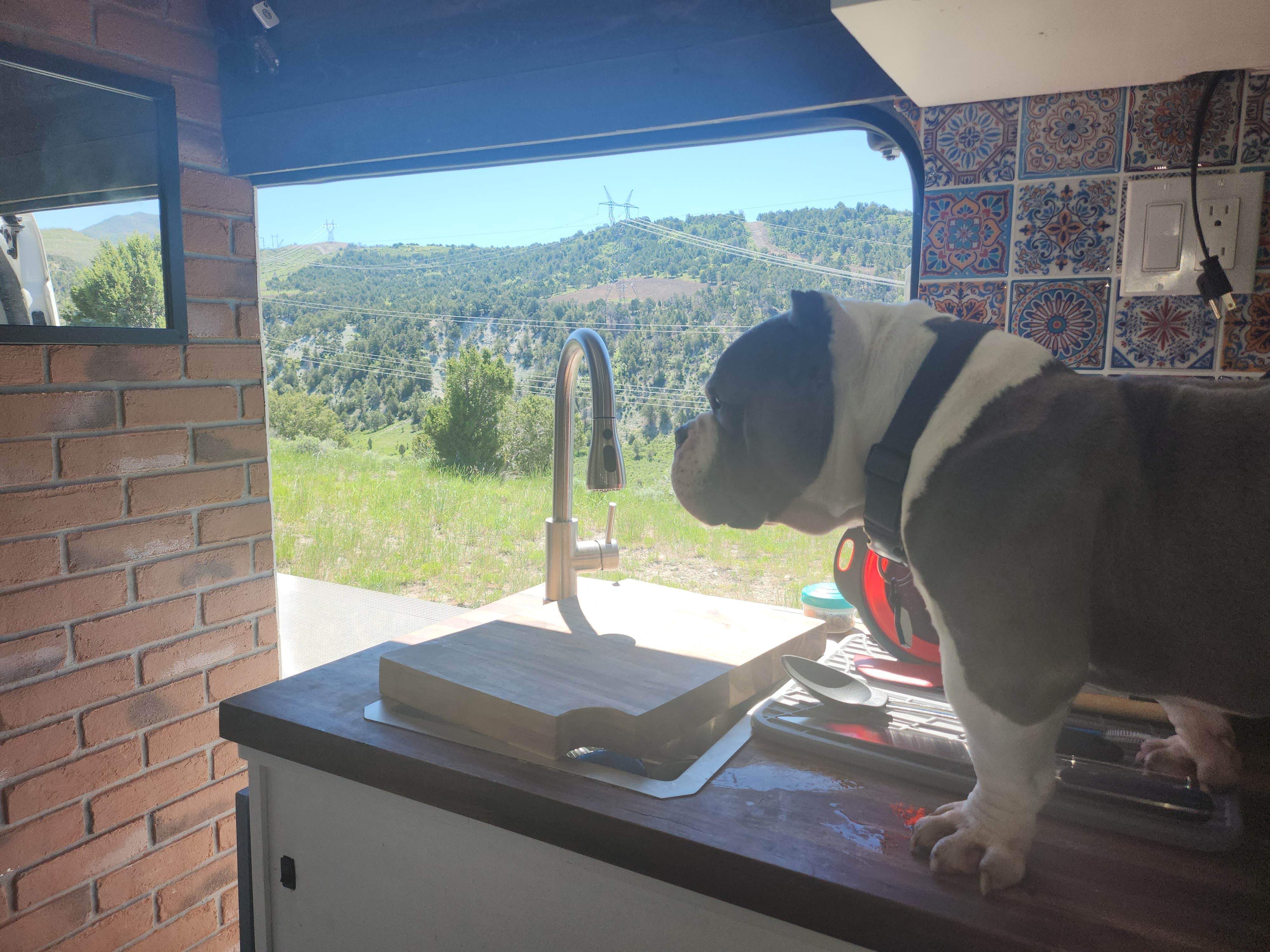 Kelda C.'s photo of camping with pets at Sheep Creek Dispersed Camping Area near Santaquin, UT