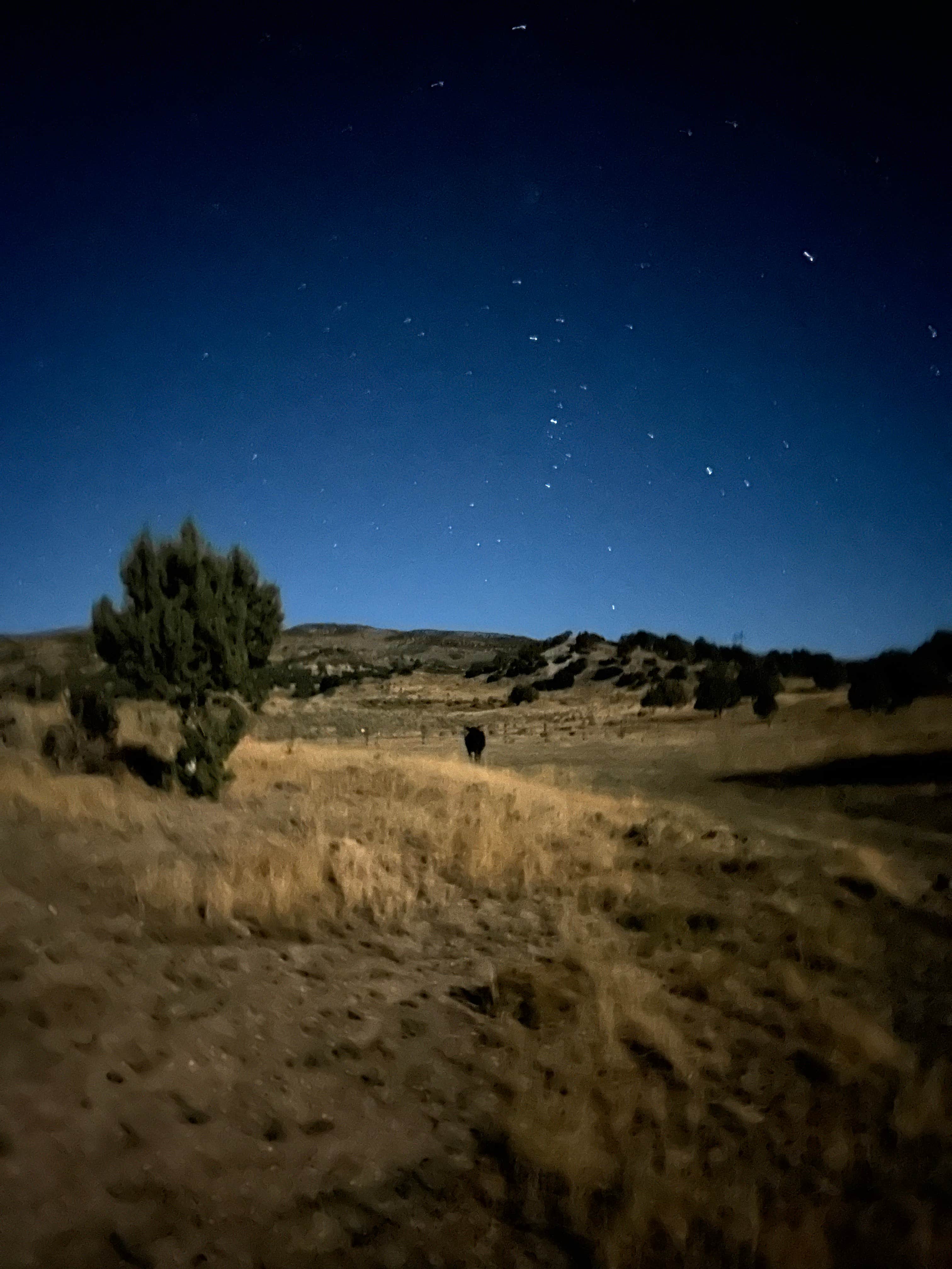 Ashlyn H.'s photo of a dispersed camping area at Sheep Creek Dispersed Camping Area near Levan, UT