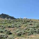 Review photo of Sheep Mountain BLM by Bruce S., June 29, 2025