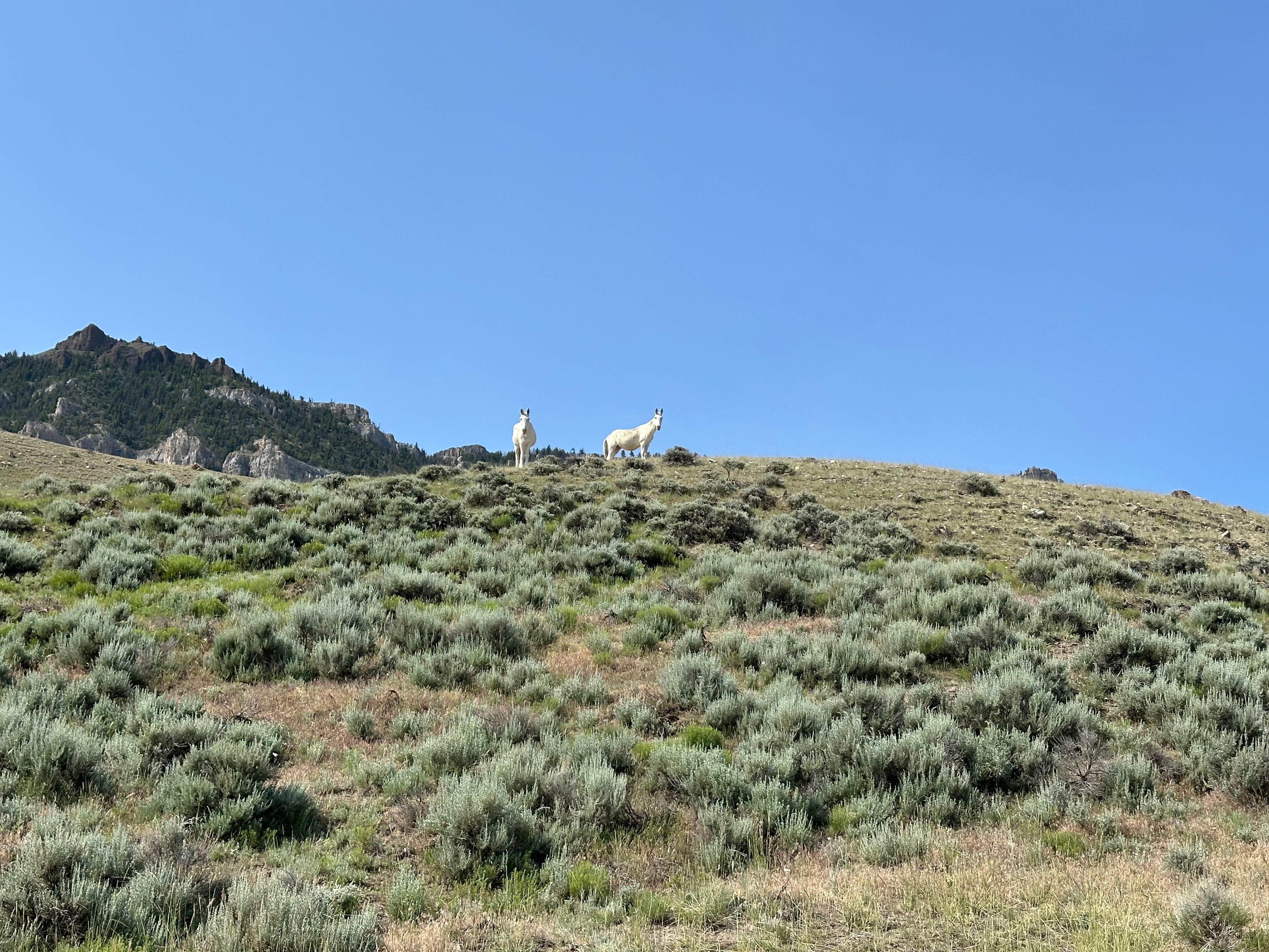 Camper submitted image from Sheep Mountain BLM - 5