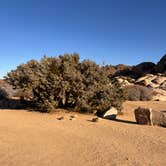 Review photo of Sheep Pass Group Campground — Joshua Tree National Park by Jennifer H., January 12, 2024