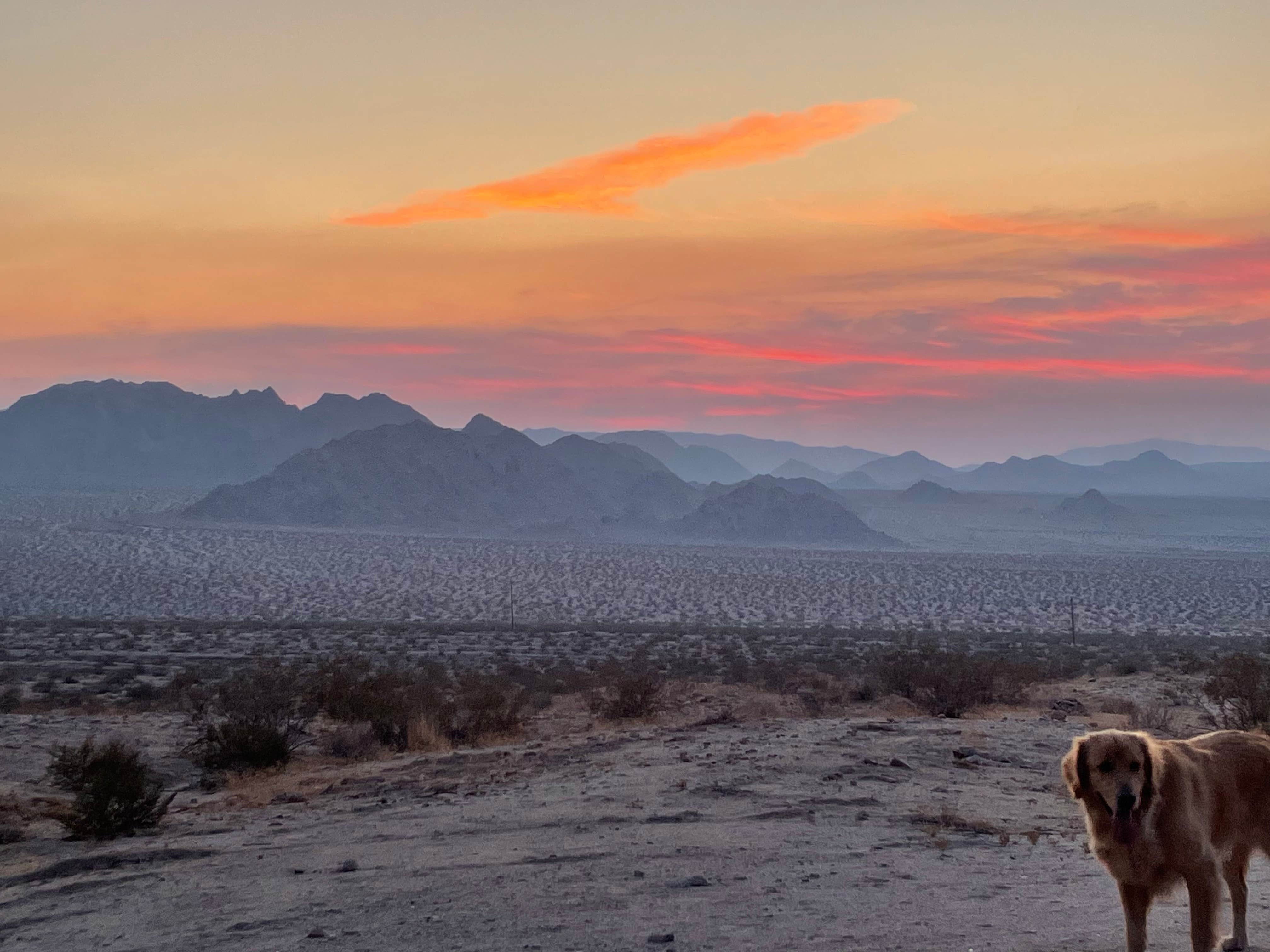 Camper-submitted photo at Sheephole Valley Wilderness near Amboy, CA
