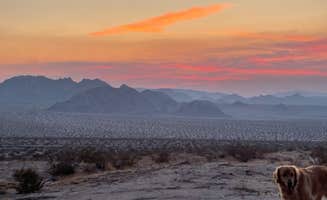 Evelyn O.'s photo of a dispersed camping area at Sheephole Valley Wilderness near Joshua Tree National Park