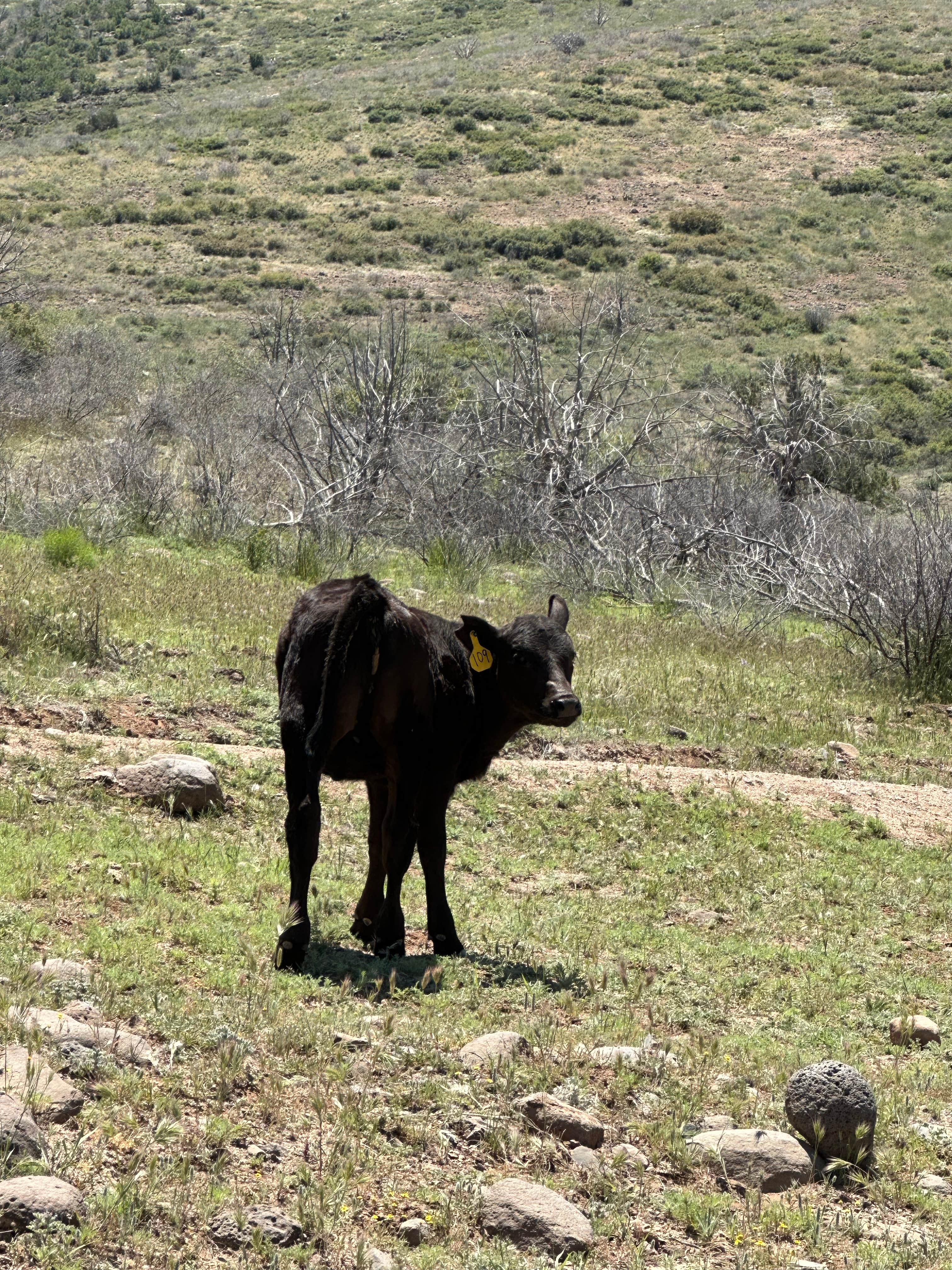 Camper-submitted photo at Sheeps Bridge BLM Area - Arizona near Carefree, AZ