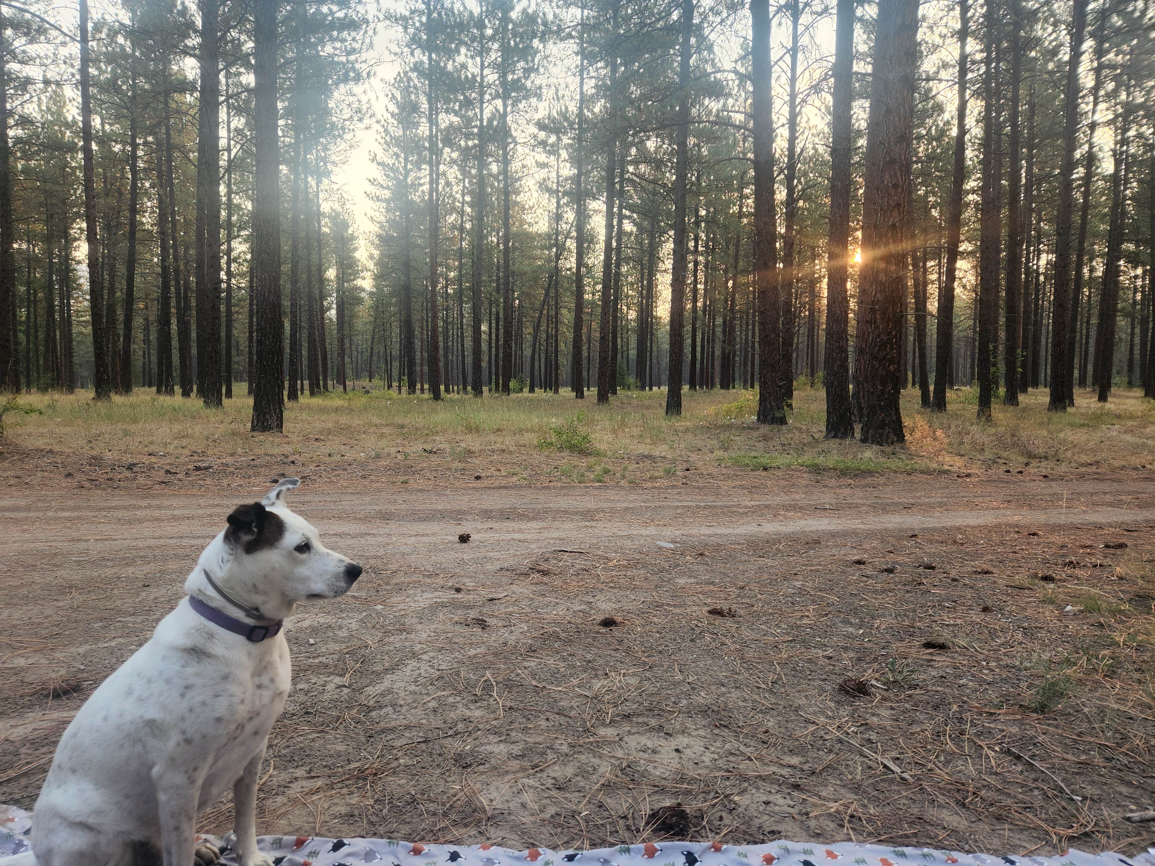 Lynn's photo of a dispersed camping area at Sheldon Mountain Trailhead Camp near Kootenai, ID