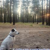 Review photo of Sheldon Mountain Trailhead Camp by Lynn , September 2, 2025