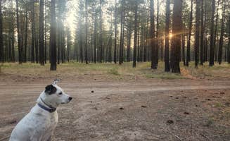 Lynn's photo of a dispersed camping area at Sheldon Mountain Trailhead Camp near Eureka, MT
