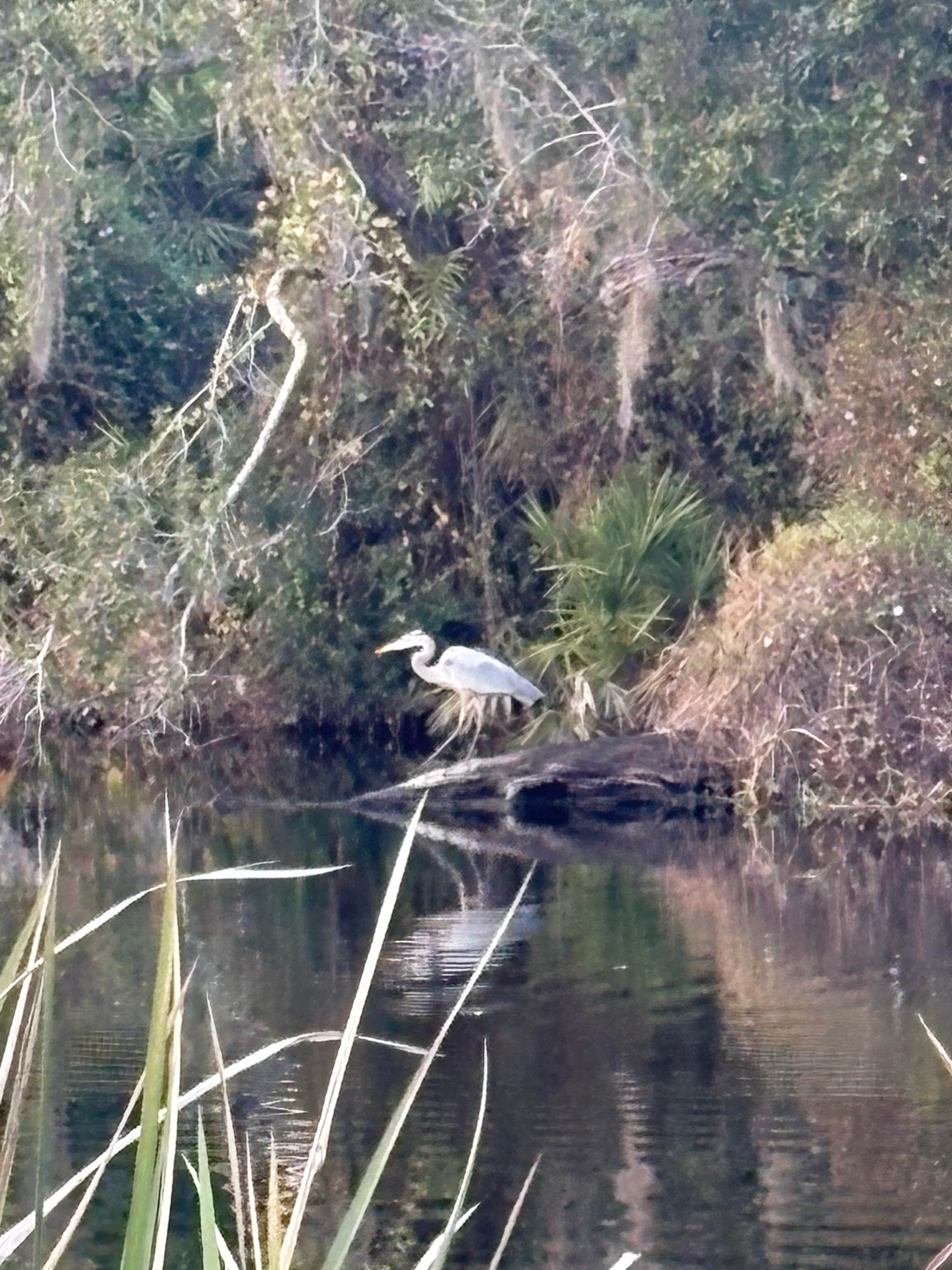 Camper-submitted photo at Shell Creek RV Community near Cape Coral, FL