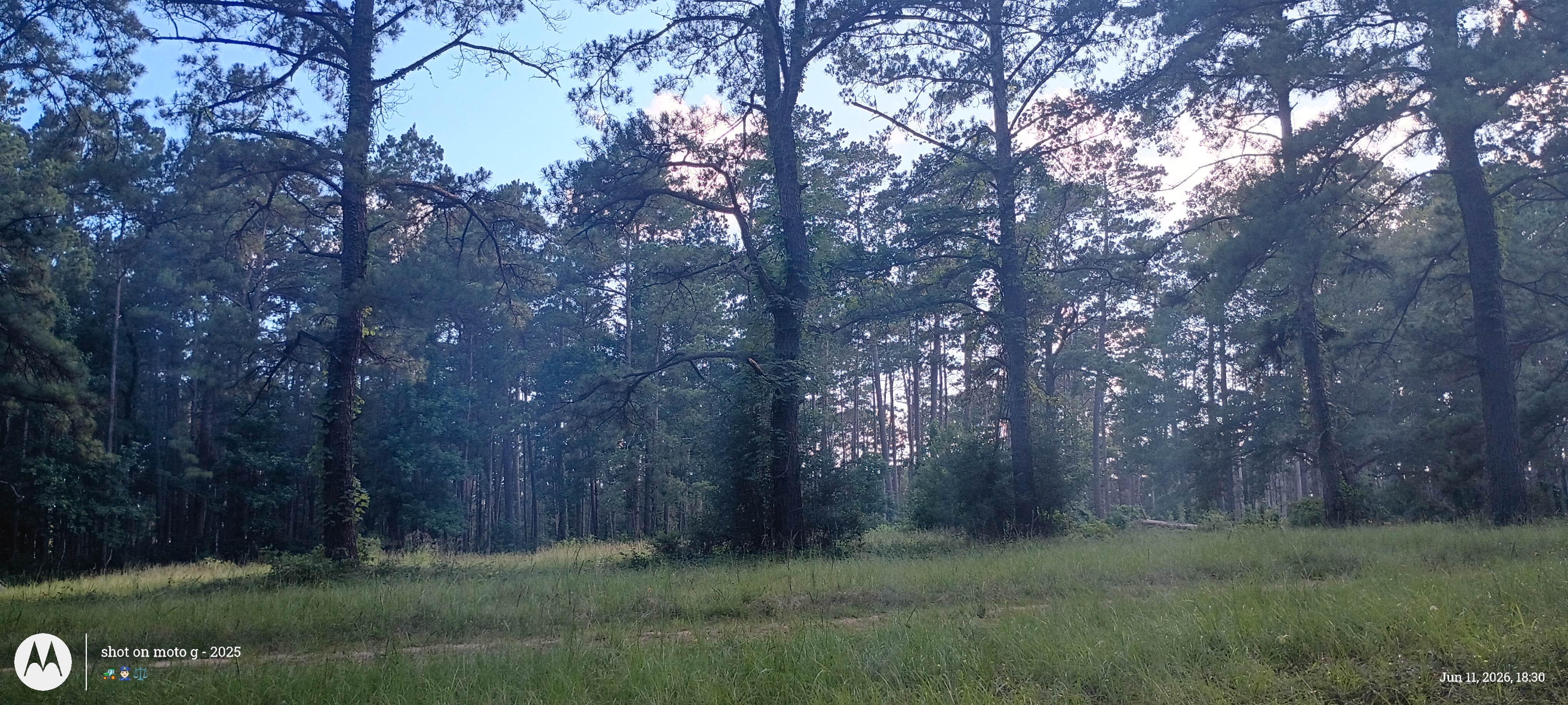 Camper-submitted photo at Shell Oil Road Hunter Camp near Splendora, TX