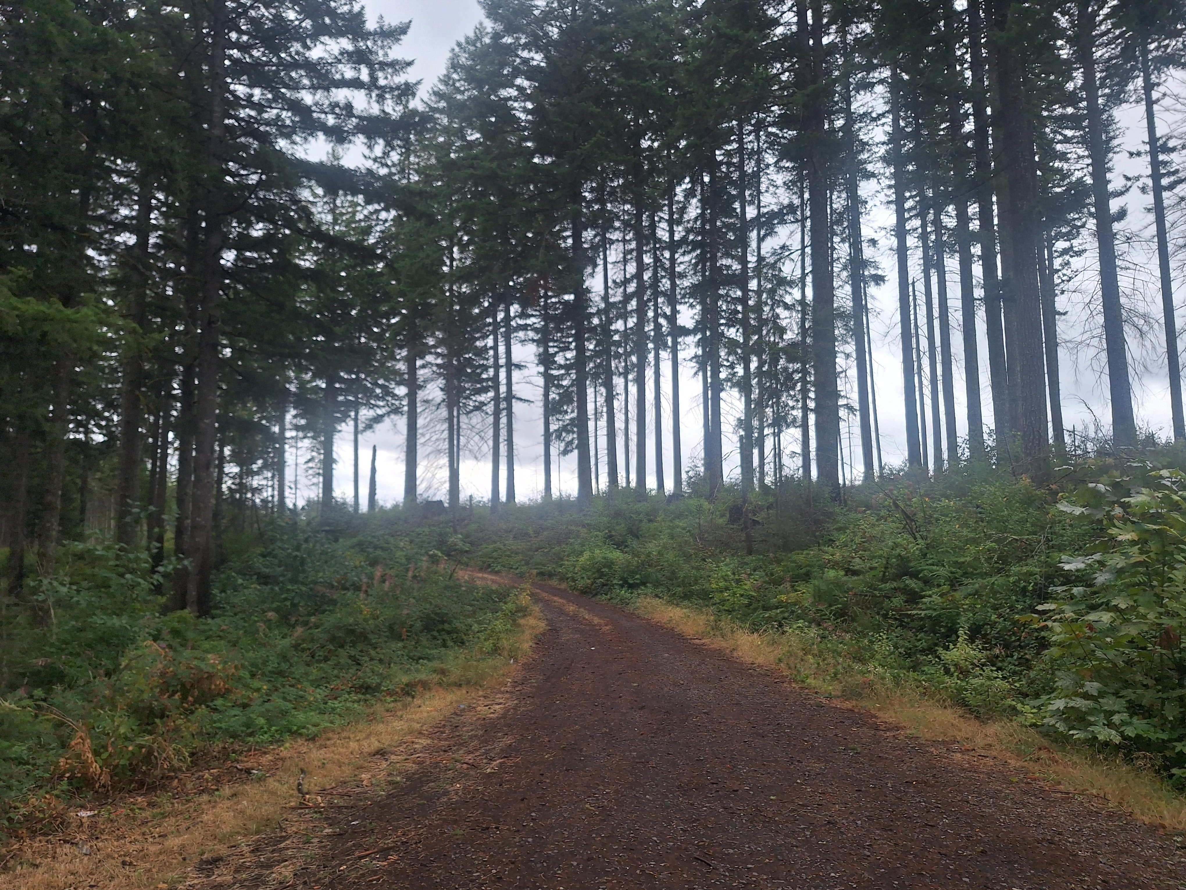 Camper-submitted photo at Shellburg Creek near Cascadia, OR