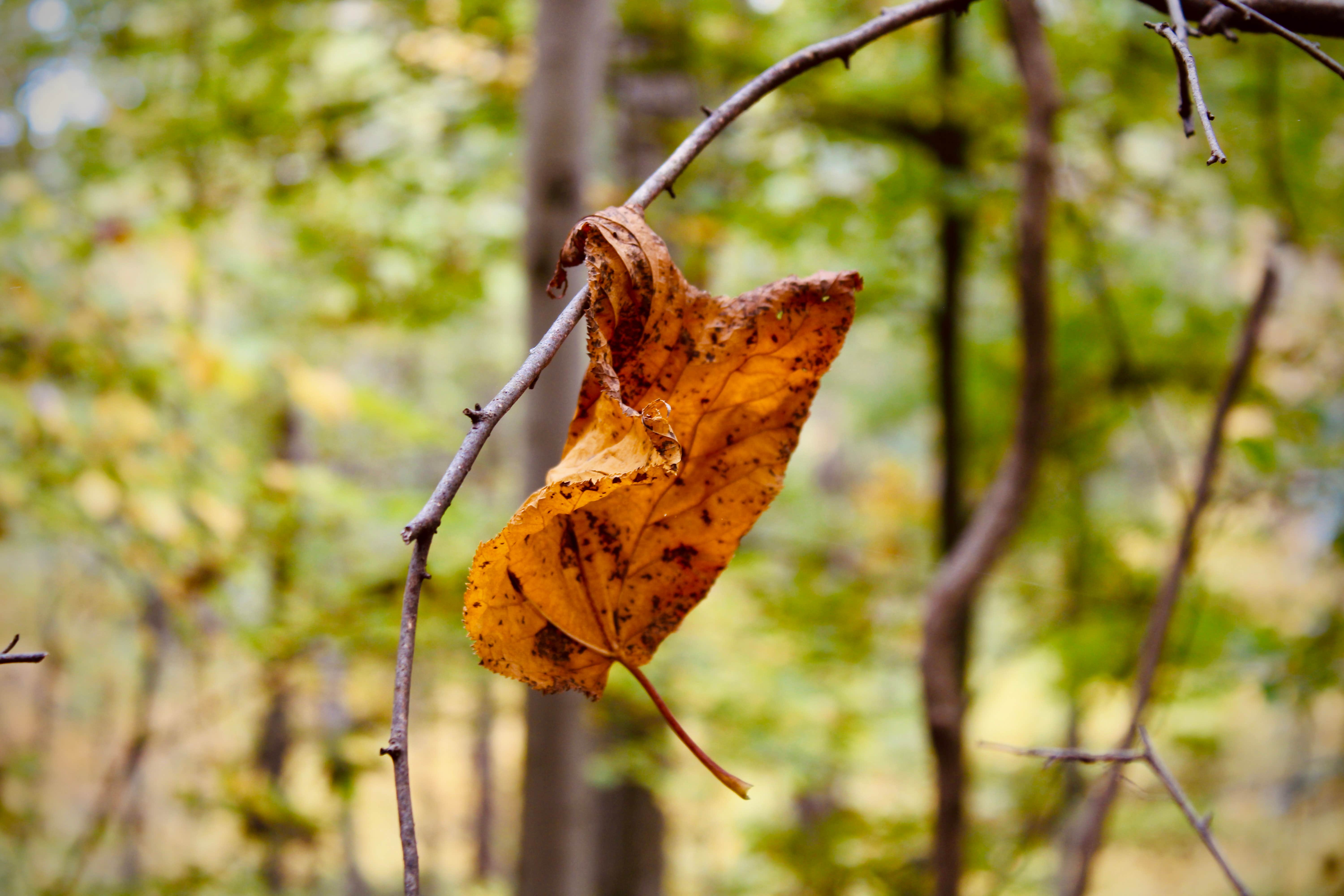 Camper-submitted photo at Shikellamy State Park Campground near Sweet Valley, PA