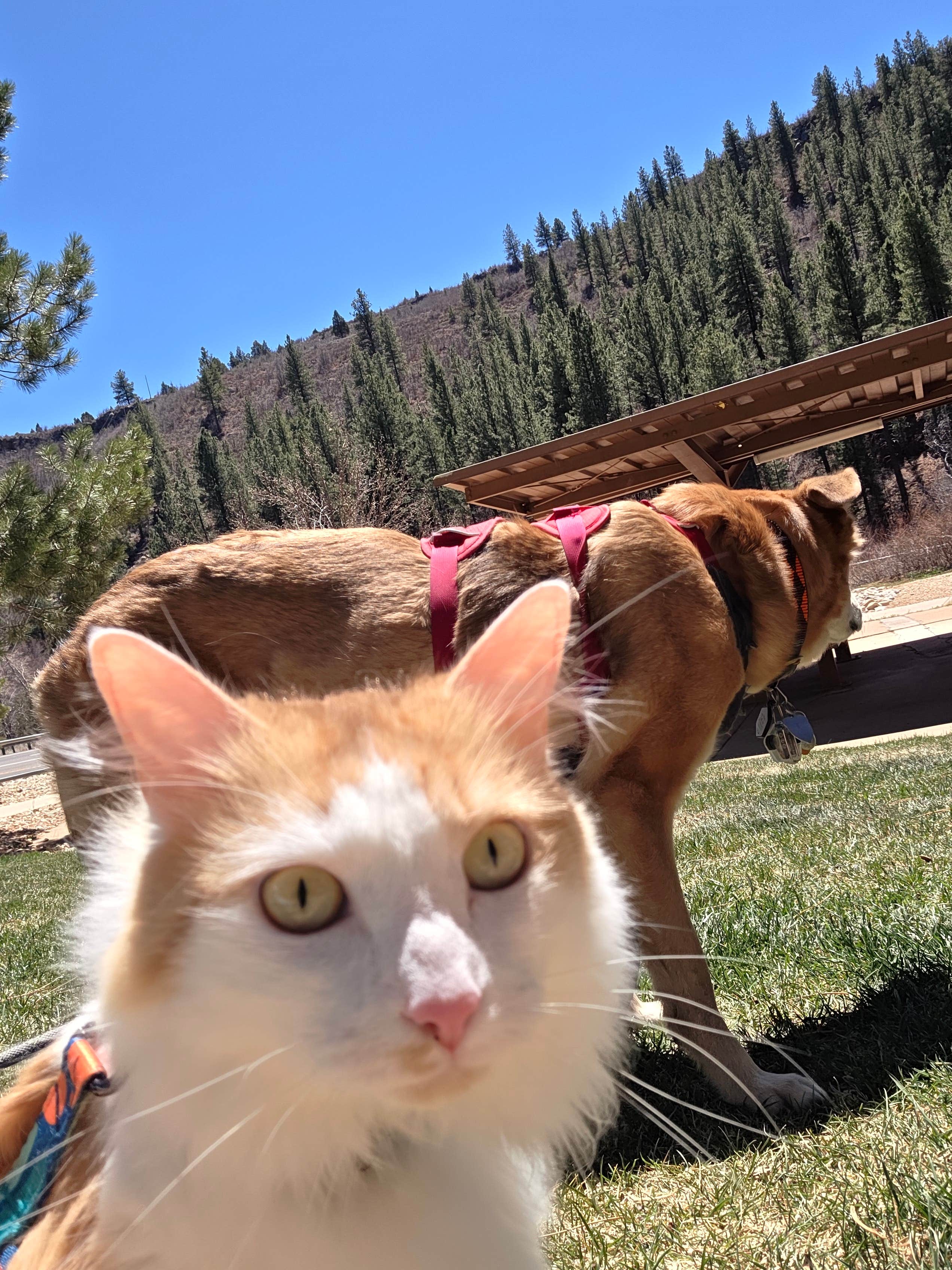 Shingle Creek Rest Area
