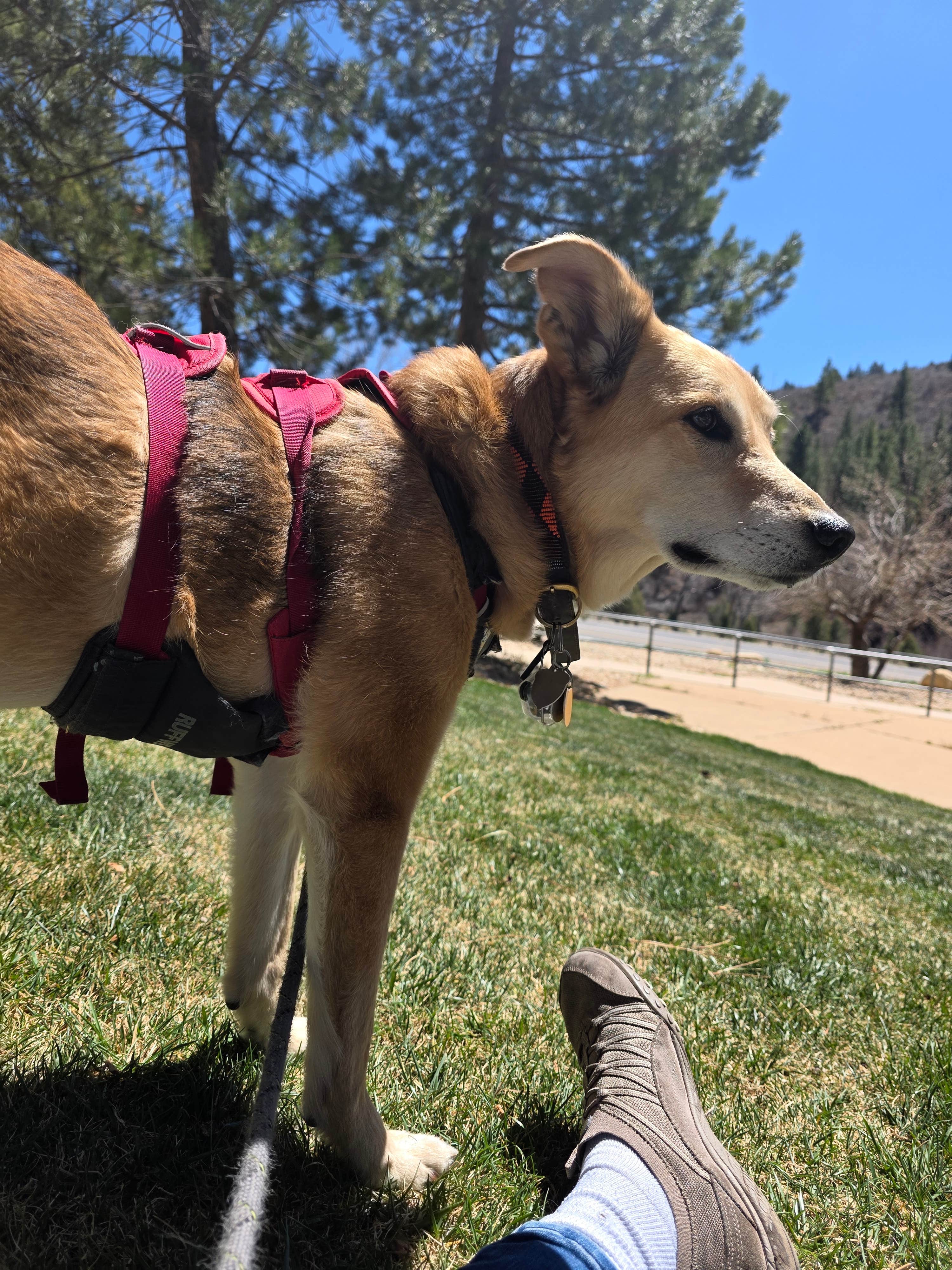 LP's photo of camping with pets at Shingle Creek Rest Area near Glendale, UT