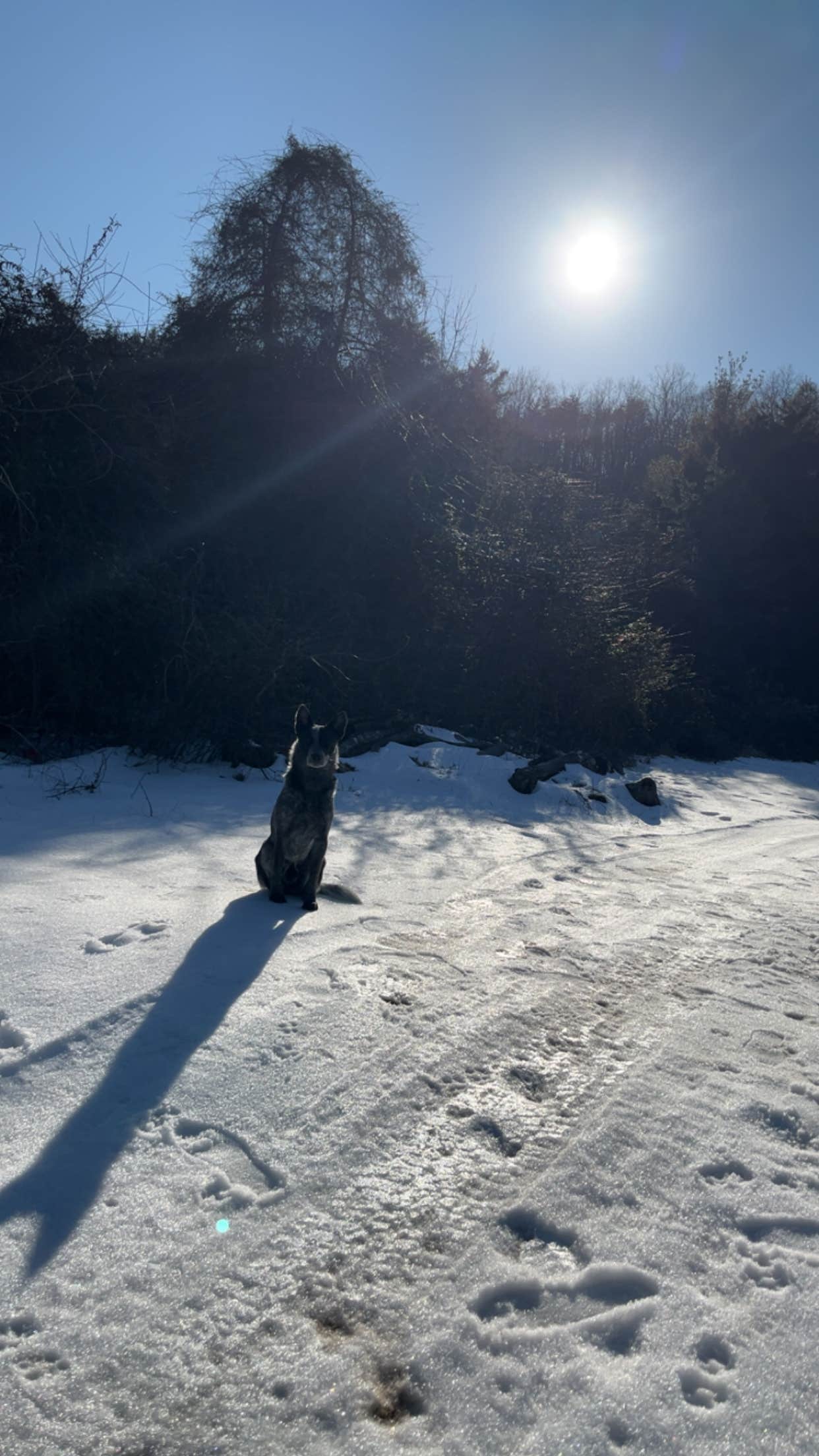 Mark M.'s photo of camping with pets at Shirleys’ River Retreat near Lewisburg, WV
