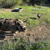 Review photo of Shooting Star Sanctuary and Retreat near Yosemite National Forest by Melinda J., April 24, 2025