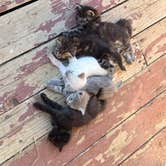 Review photo of Shooting Star Sanctuary and Retreat near Yosemite National Forest by Suiji M., March 29, 2026