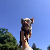 Review photo of Shooting Star Sanctuary and Retreat near Yosemite National Forest by Suiji M., March 29, 2026