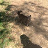 Review photo of Shooting Star Sanctuary and Retreat near Yosemite National Forest by Suiji M., March 29, 2026