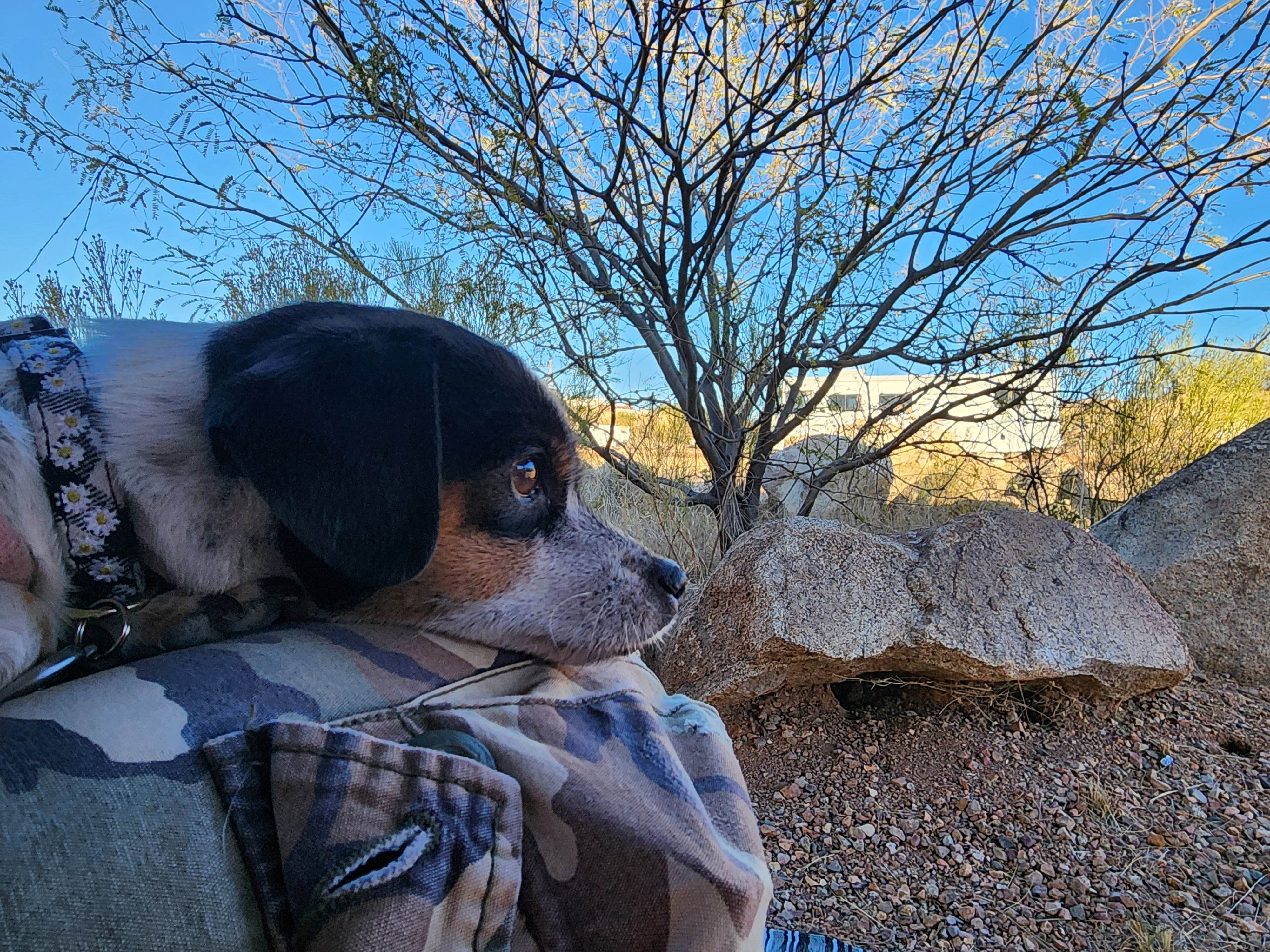 Amilyn W.'s photo of camping with pets at Shootout Arena RV Park near Dragoon, AZ