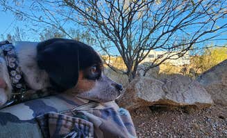 Amilyn W.'s photo of camping with pets at Shootout Arena RV Park near Dragoon, AZ