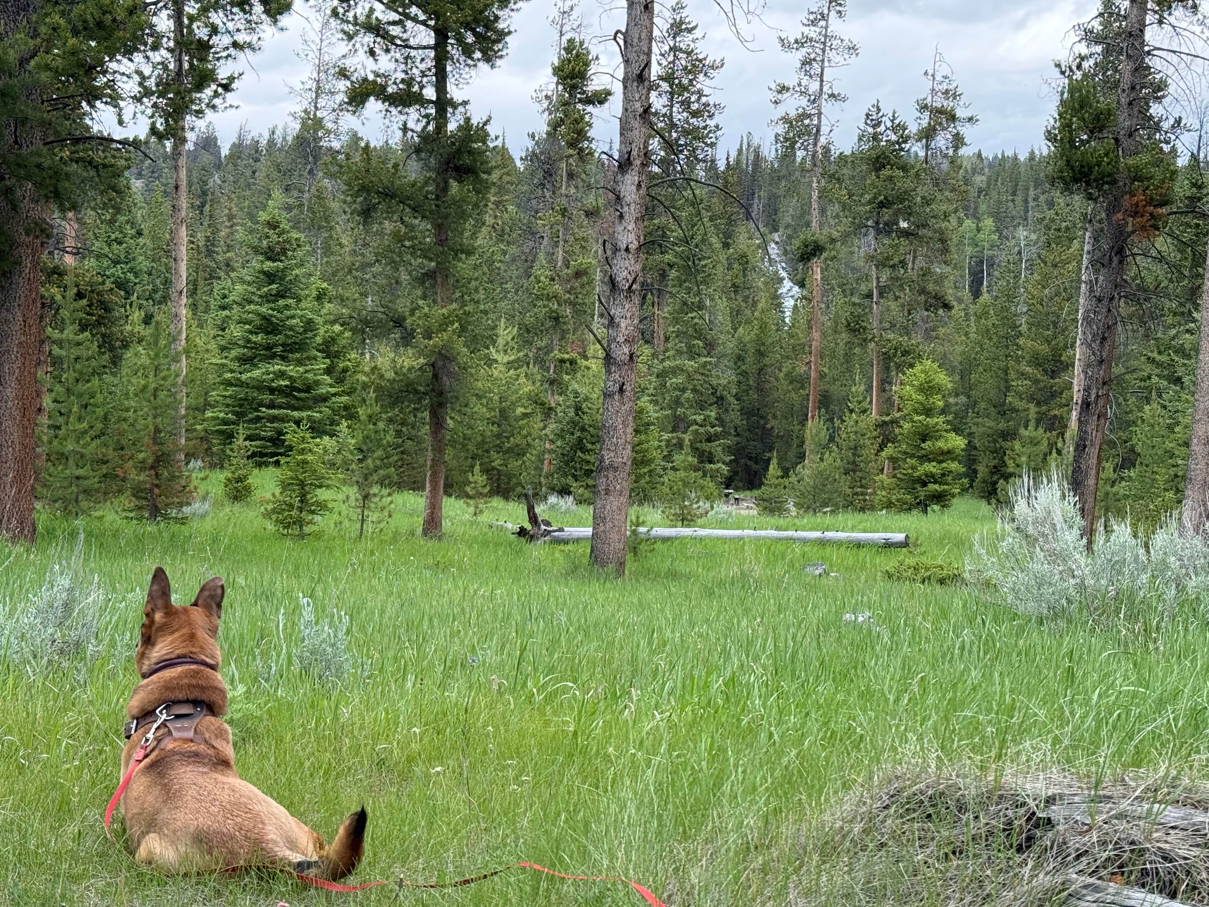 Camper-submitted photo at Shoshone National Forest Crazy Creek Campground near Cooke City, MT