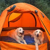 Review photo of Shrine Pass Road Dispersed Camping by Greg H., August 15, 2026