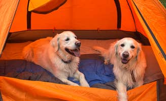 Greg H.'s photo of tent camping at Shrine Pass Road Dispersed Camping near Eagle, CO